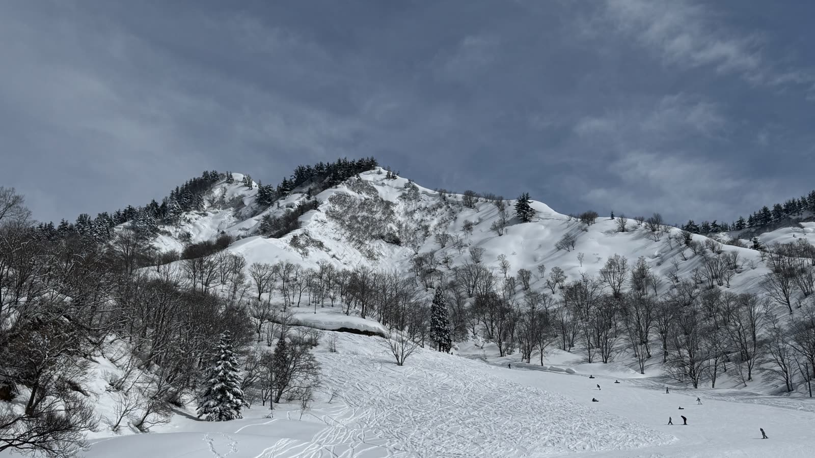 湯澤中里滑雪場的雪道,兩側針葉林夾道,雪道上散布著滑雪與單板的遊客